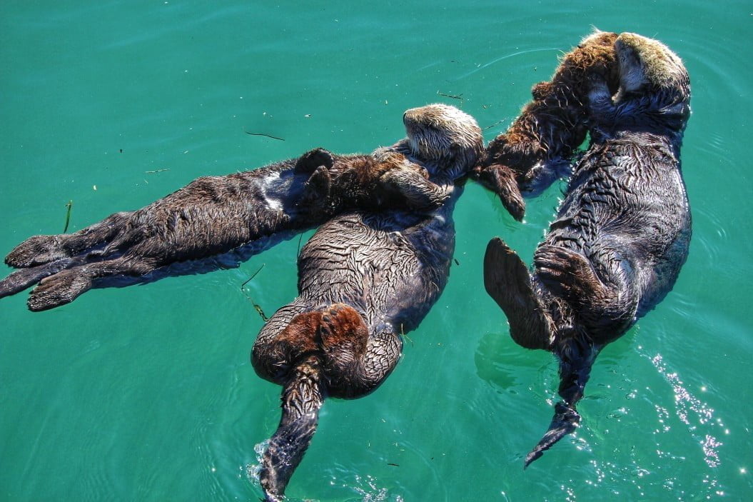 sea otter snuggles t20 P1PNLR Sea otters' seemingly destructive digging is making eelgrass more resilient: study