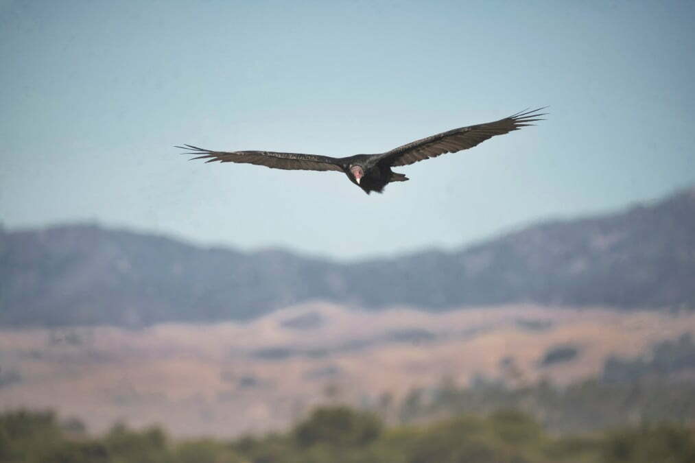 soaring red faced california condor t20 QKvGdW California Condors Return to Northern Redwoods After a 100-Year Absence
