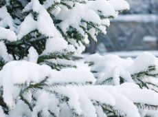 spruce g27d2fc23f 1920 Getting A Real Christmas Tree This Year? Here's What You Should Know.