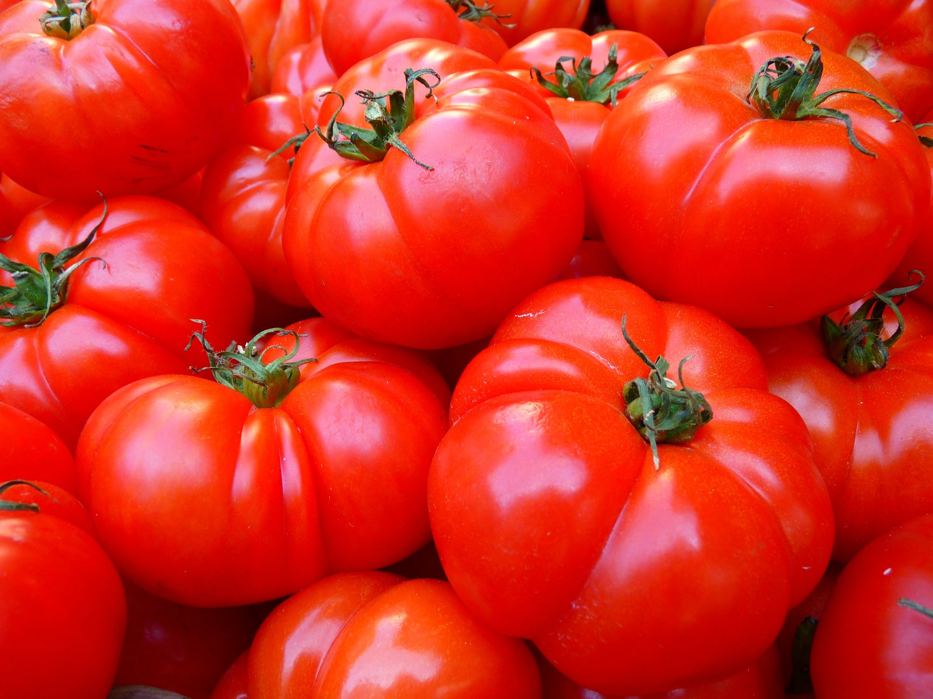 tomatoes gc7686ea86 1920 Study: Tomatoes Grown in Lead-Contaminated Soil Appear Safe to Eat