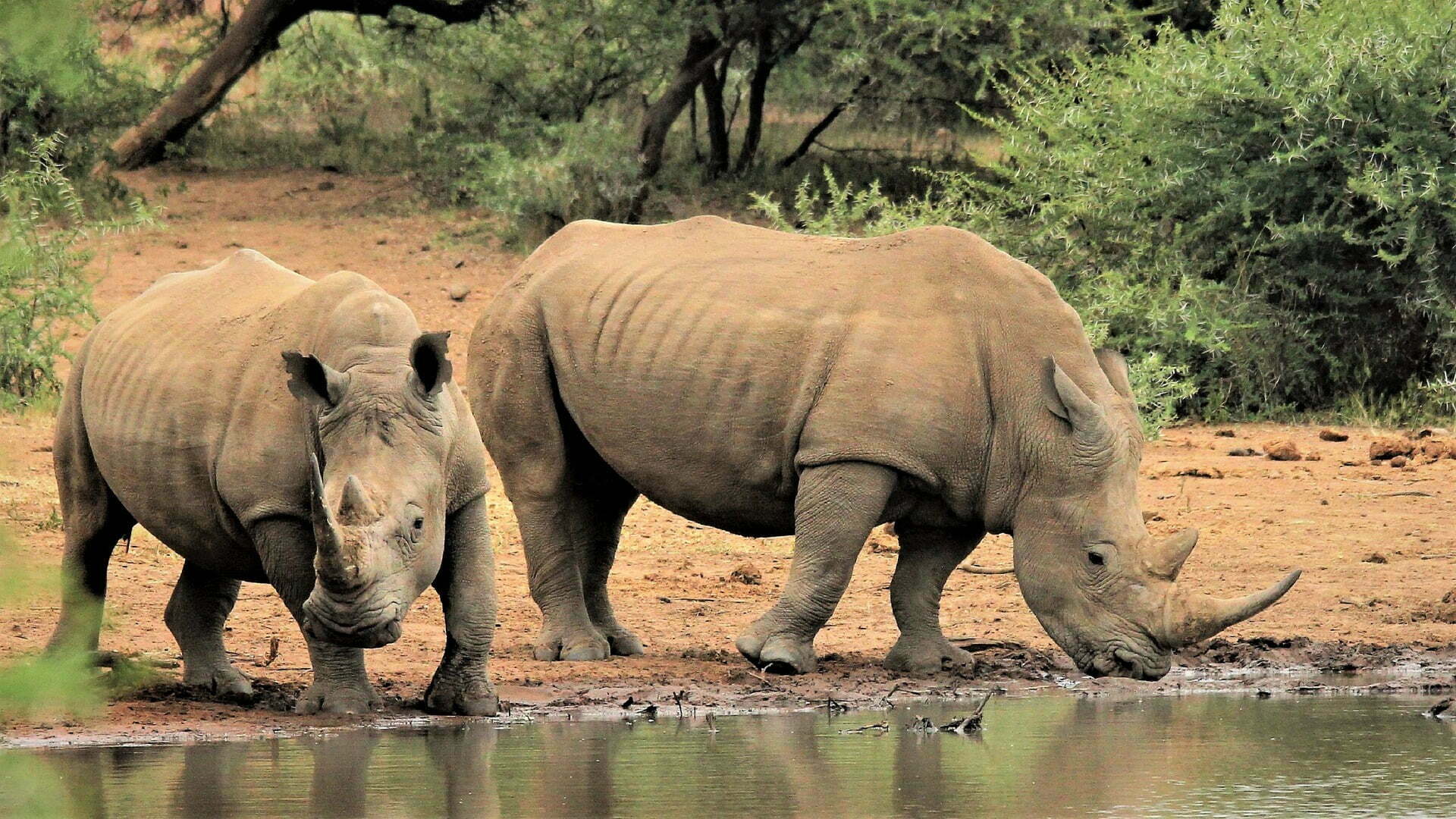 white rhino g9d7fa12b4 1920 White Rhino Conservation Project Attempts Paradigm Shift by Including Local Community