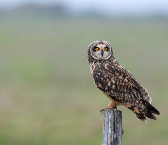 Harnessing Nature's Wisdom: Owl Boxes Revolutionize Pest Control in California Vineyards.