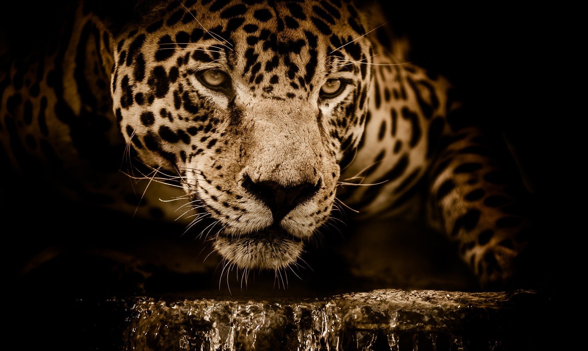 jaguar g243d37940 1920 15,000 Wild Jaguars Left, Humans Must Work Together Across Borders to Protect