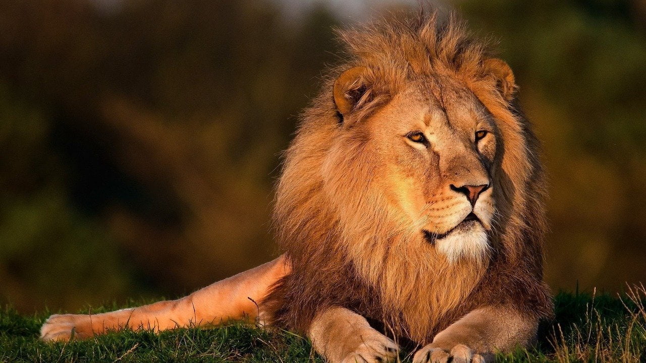 lion gb858d0a22 1280 UK Ban on Trophy Hunt Imports Aims to Protect 7,000 Species