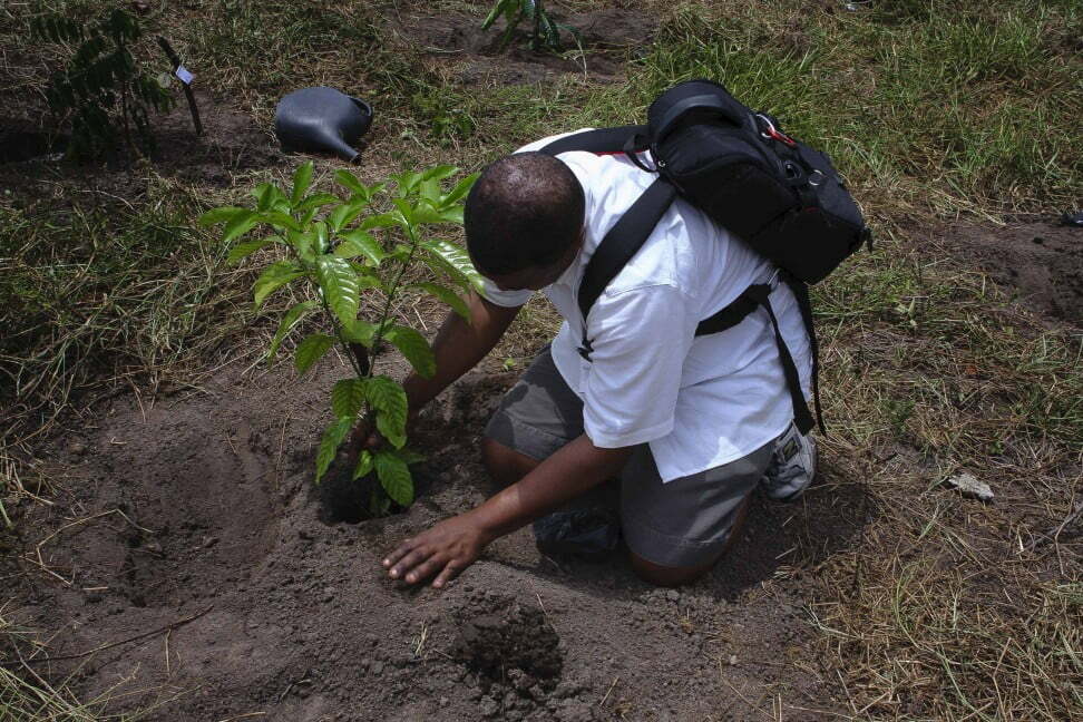 man planting a tree t20 BERZ6O Can 1 Trillion Trees Save Us?
