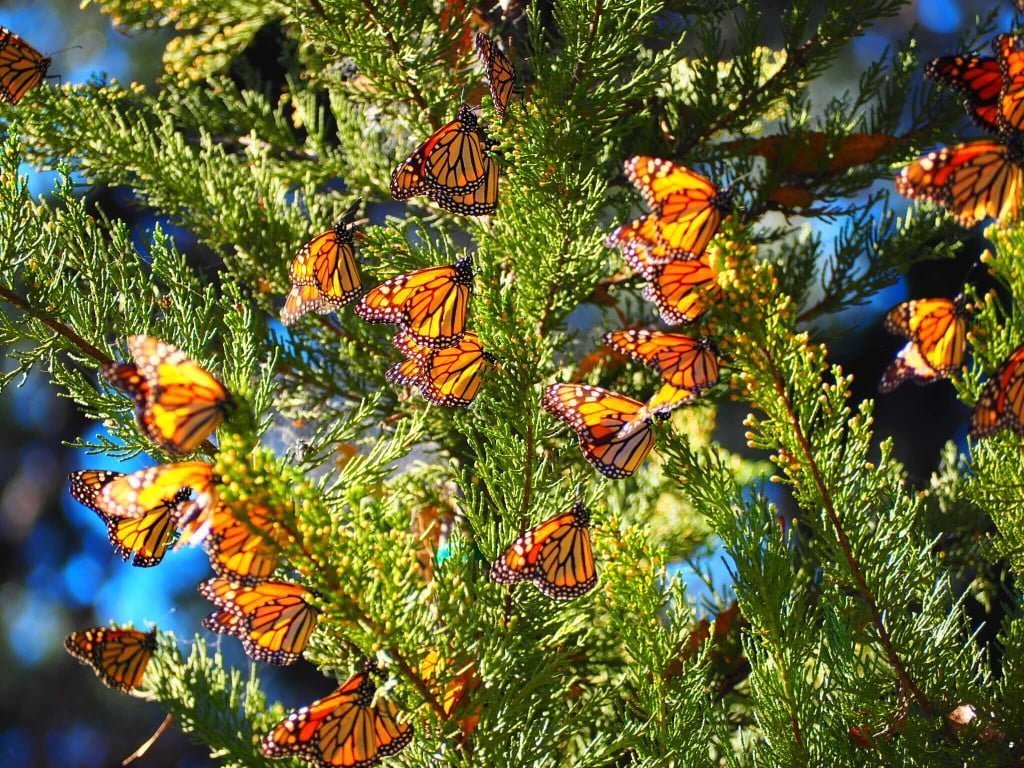 monarch butterfly grove in pismo beach t20 7lQRKv Unofficial Count Shows Hope for Western Monarchs