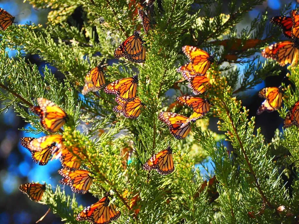 Monarch Butterfly Grove - Thousands of Butterflies in Pismo Beach