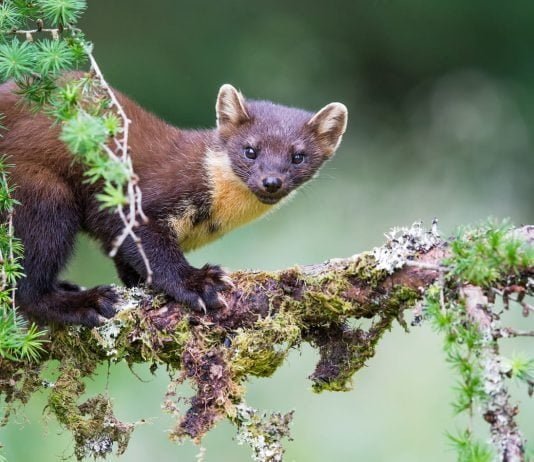 pinemarten1 'Faunal Nationalism' and the Revival of English Pine Martens 