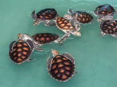 turtle gaa9974937 1920 Four New MPAs in Maluku Boost Indonesia’s Bid to Protect Its Seas