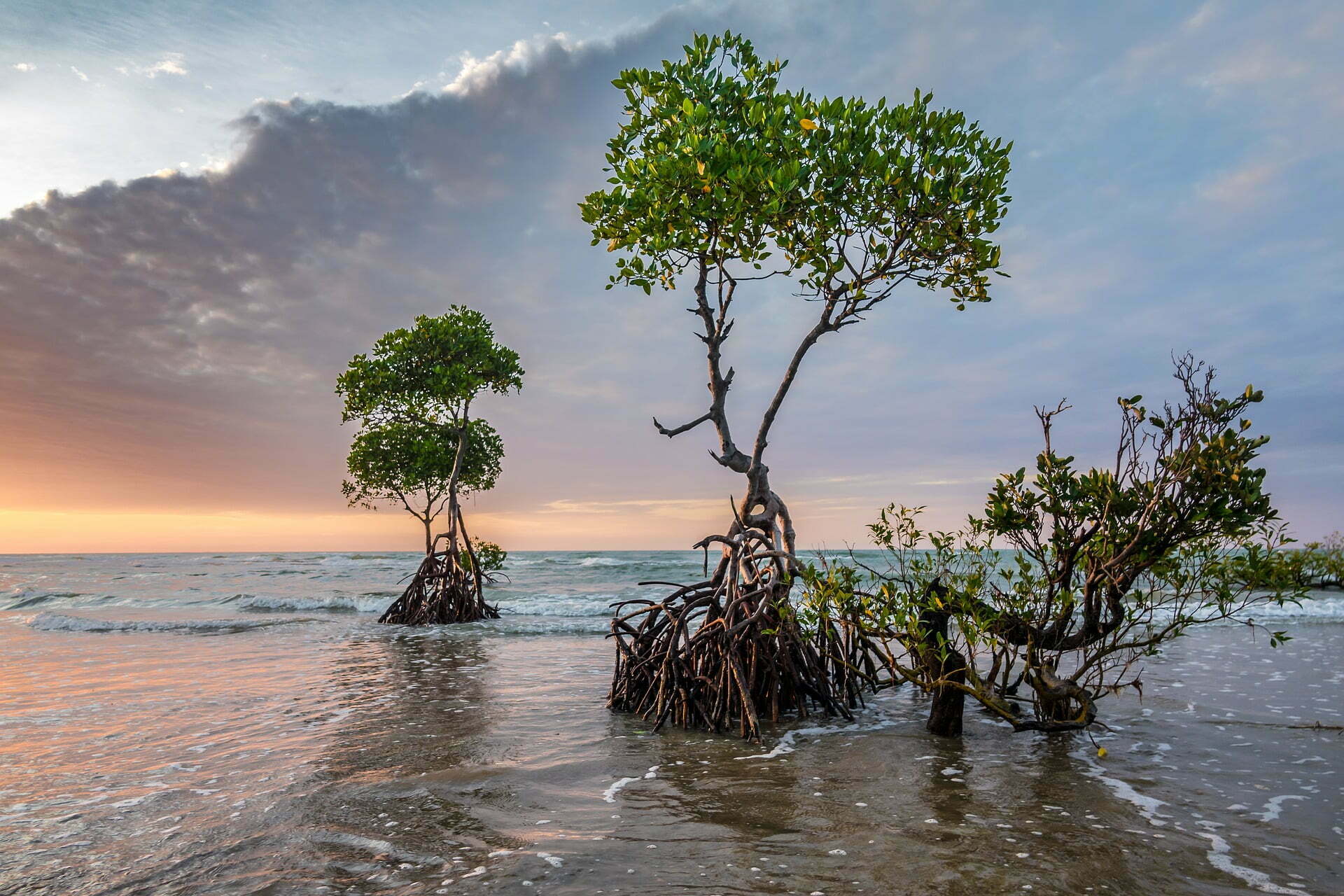 mangrove Mangroves and Coral Reefs Yield Positive Return on Investment for Flood Protection, Study Finds