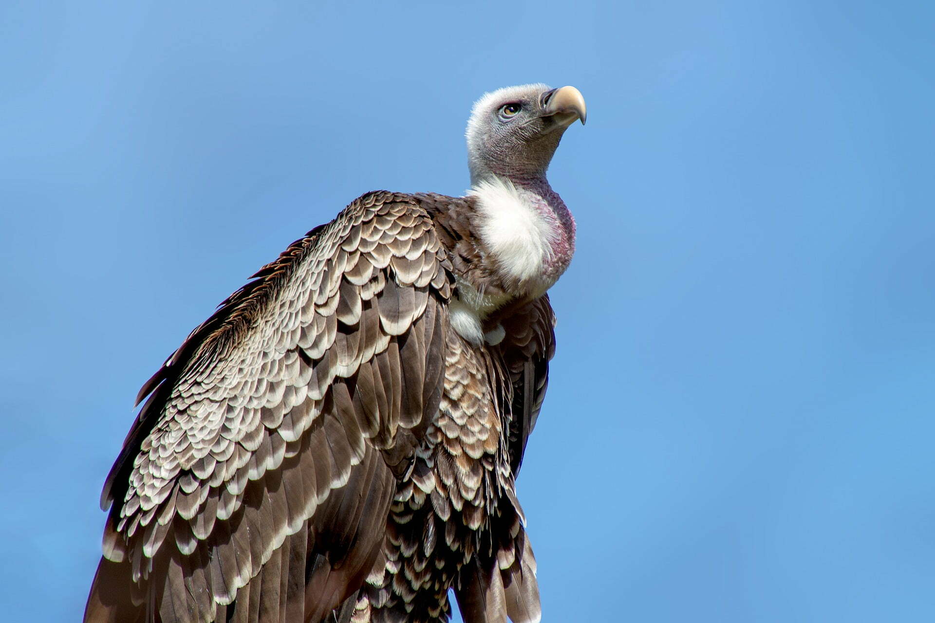 vulture gb6251e215 1920 In Mexico, a Divine Bird Inspires a Community’s Sustainable Forestry Efforts