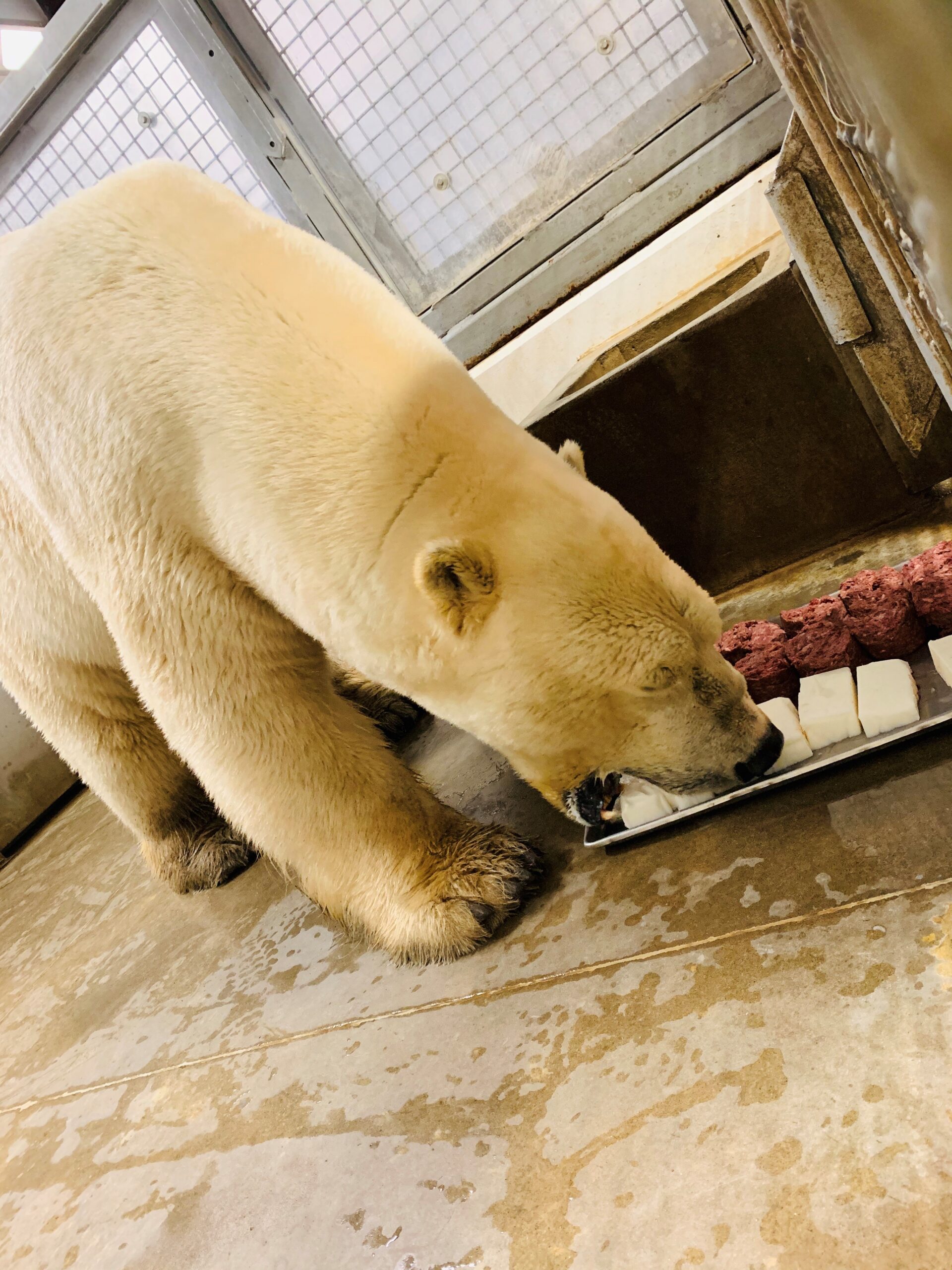 ColumbusBearEatingLard creditDevonSabo scaled The Role of Zoos in Polar Bear Conservation