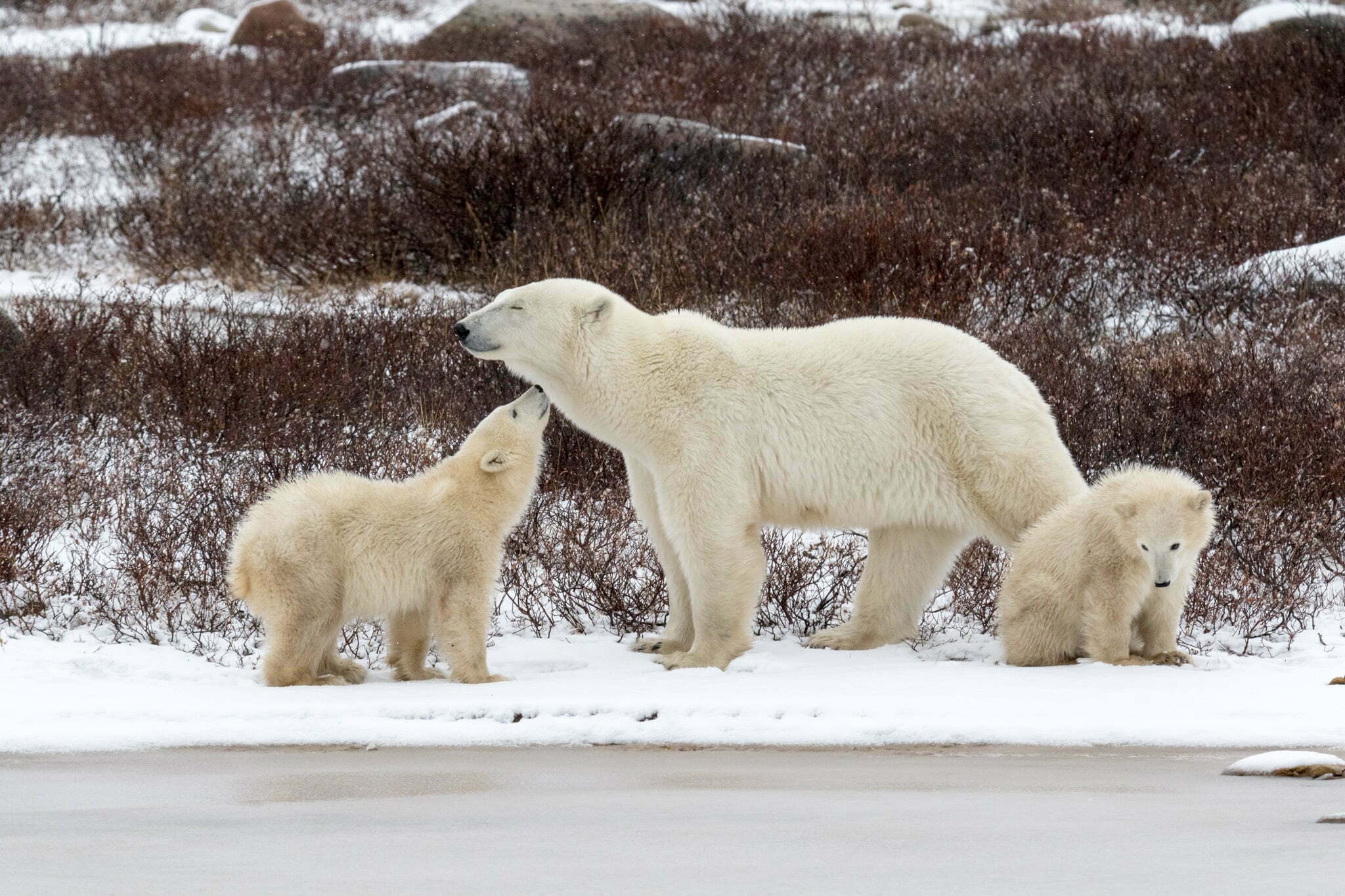 Studying Polar Bear Dens in Svalbard | Happy Eco News