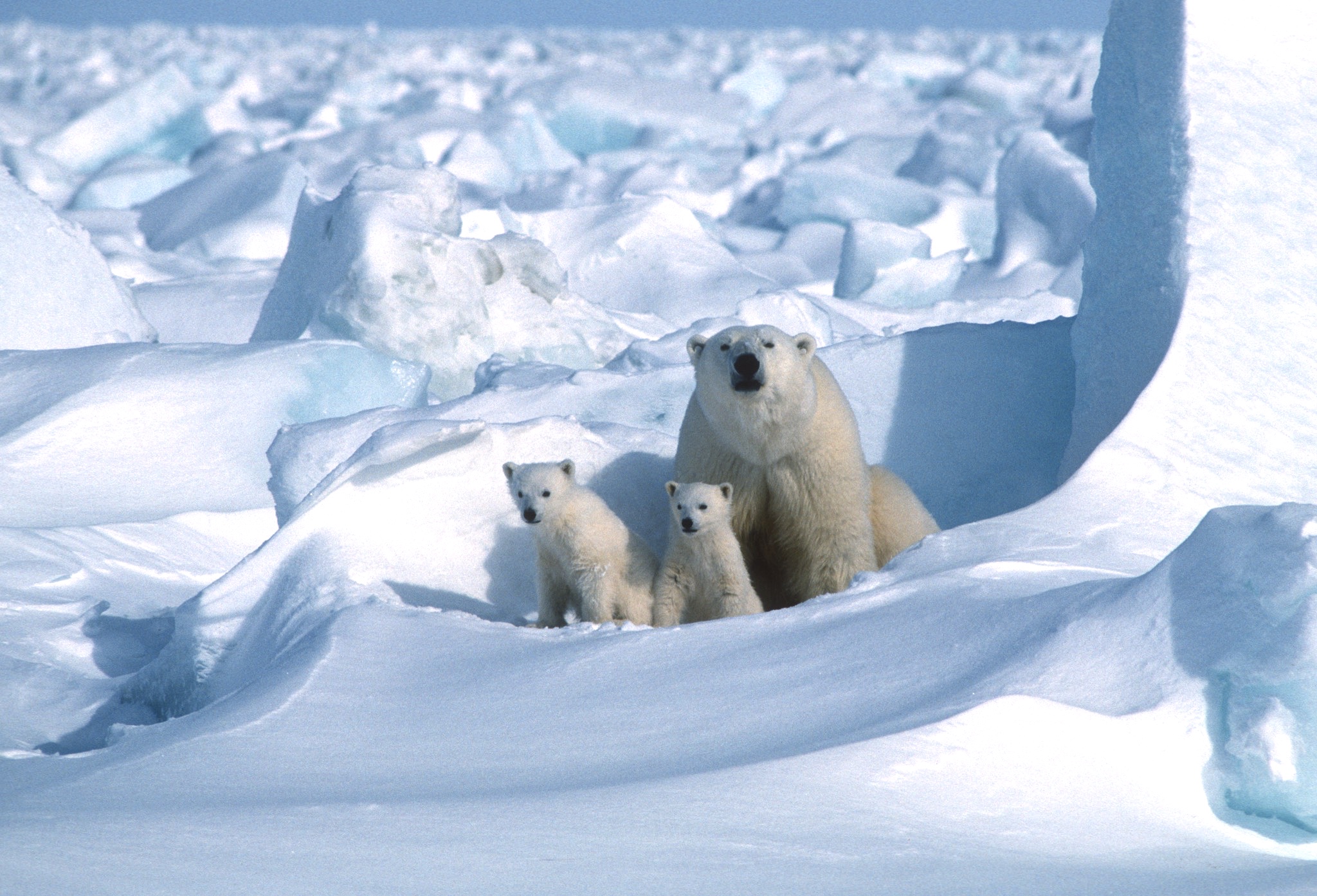 Steven C Amstrup 000025 Studying Polar Bear Dens in Svalbard