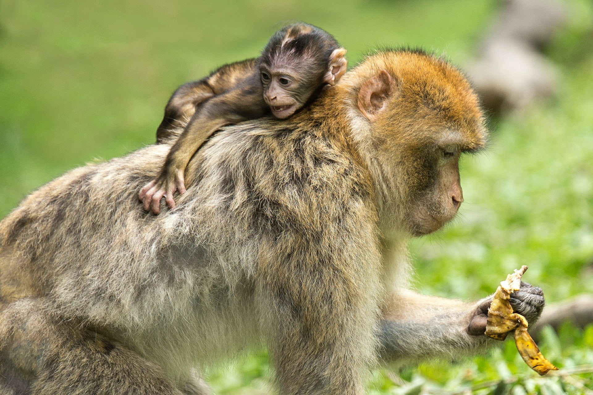 animals Just Like Us: Animals Also Mooch Off Their Parents