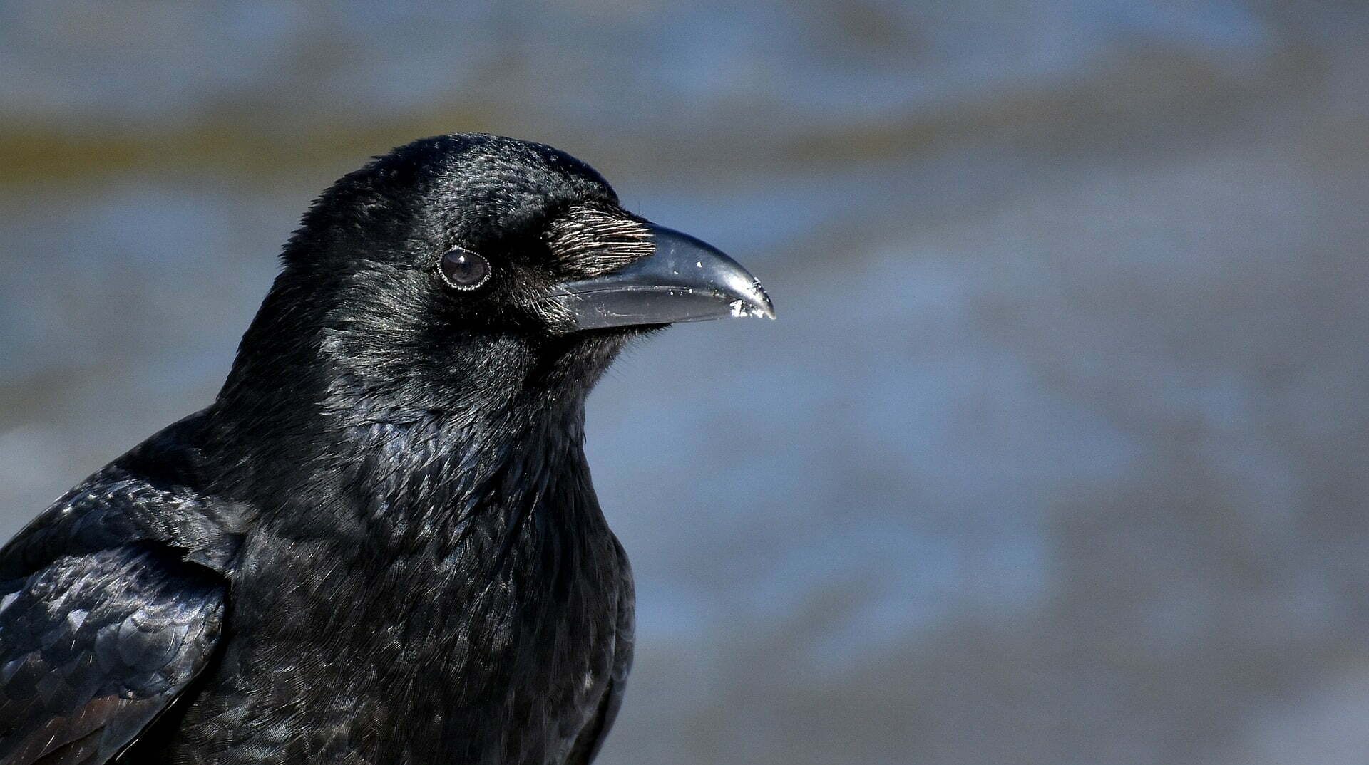 common raven gf09732961 1920 Swedish Firm Deploys Crows to Pick Up Cigarette Butts