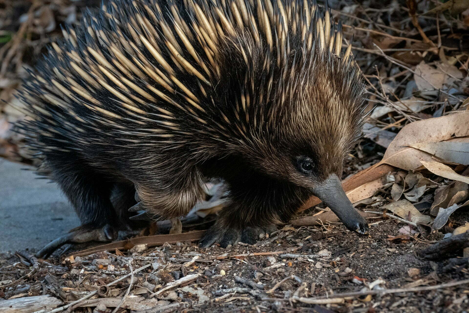 echidna g1a16062a5 1920 Tracking Echidna Poo Unearths Largest Ever Sightings of Elusive Species Across Australia