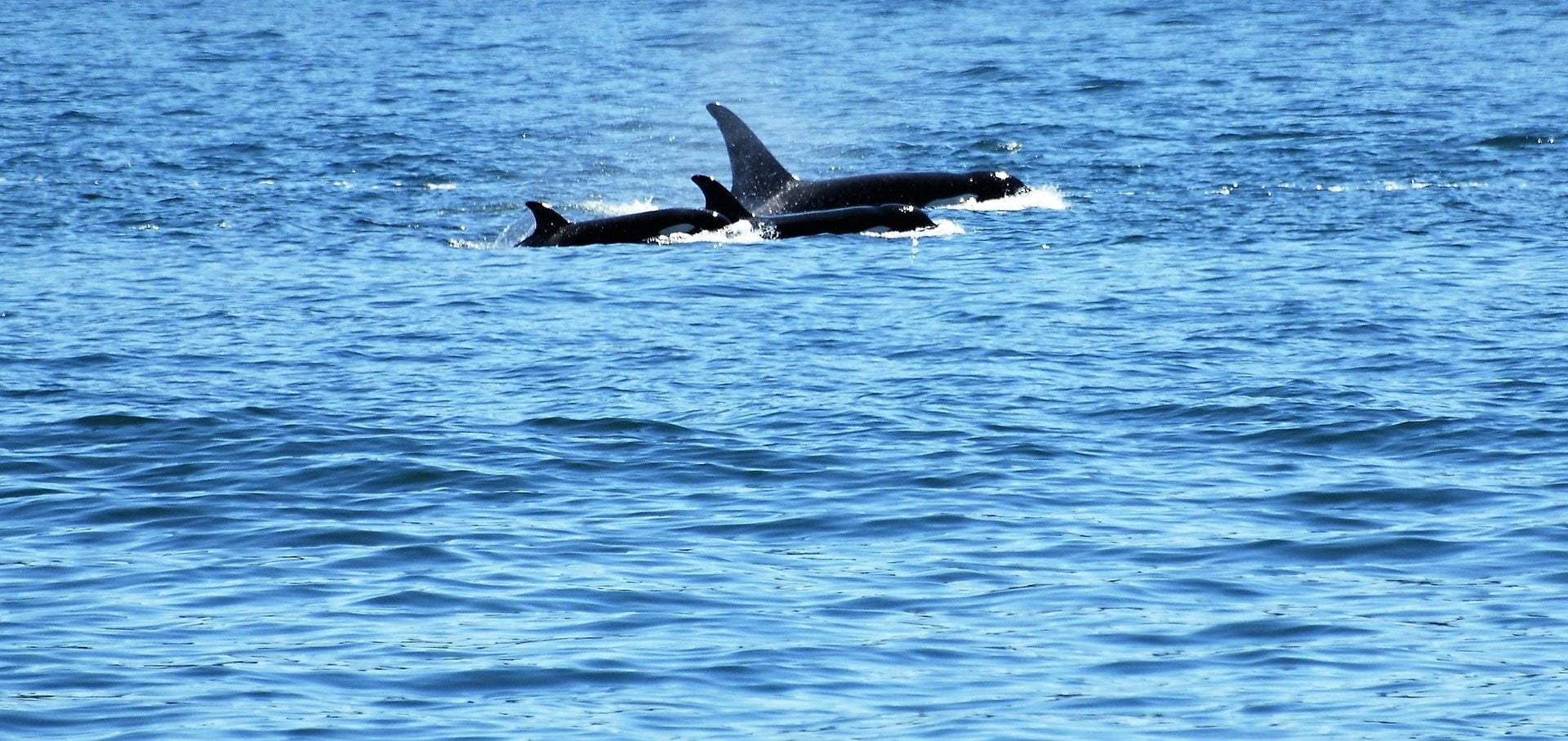 orca g642ede955 1920 e1670374476840 More And More Orcas Have Started Using Fishing Lines As Free Buffets