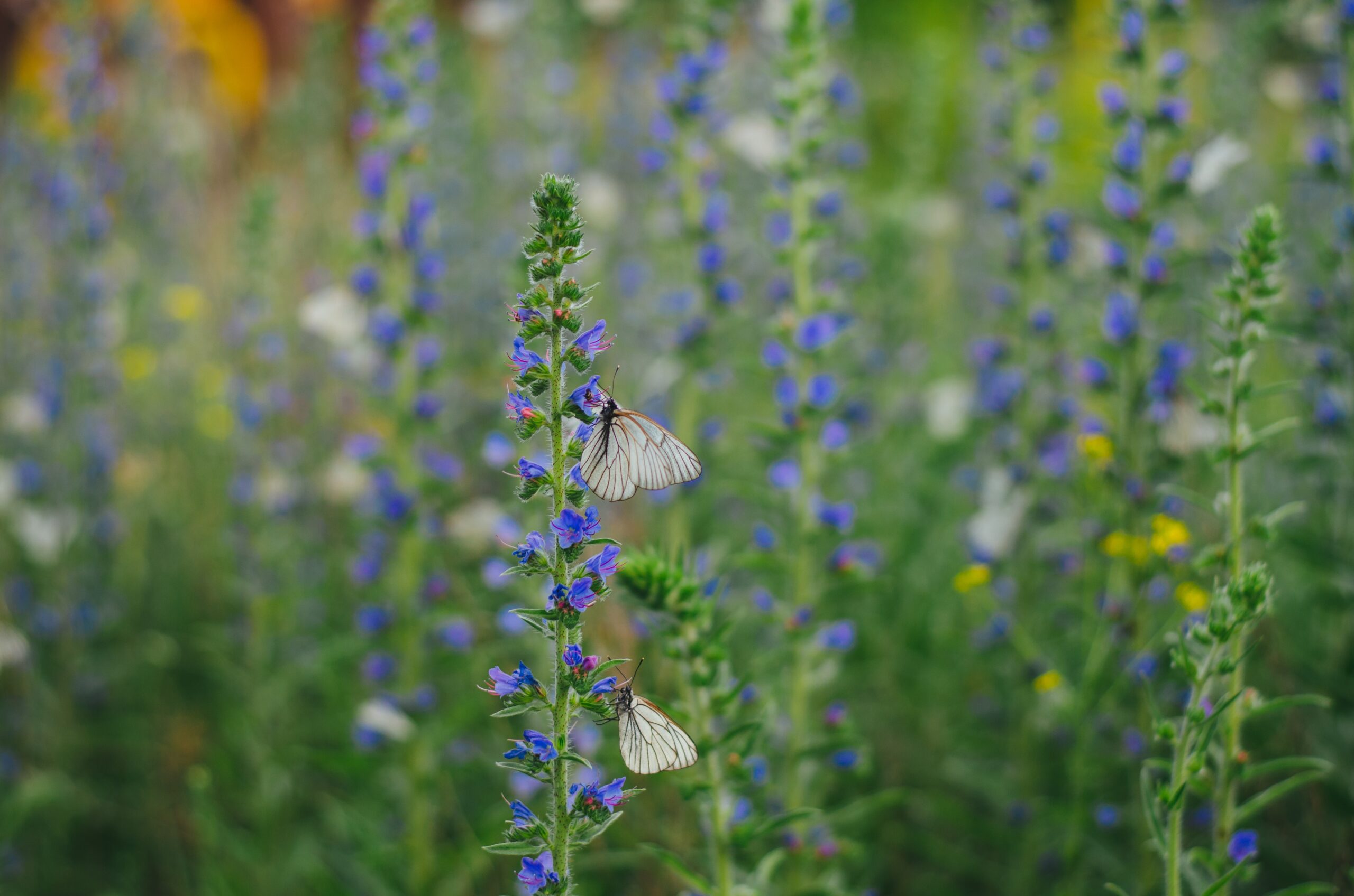 Pollinator garden scaled Go Wild: Creating Wildlife-Friendly Habitats in Your Space