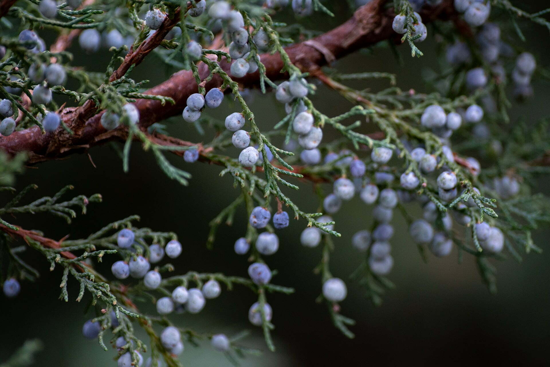 juniper gd73a6dd6d 1920 2 Billion People Suffer From Malnutrition - These Plants Can Help