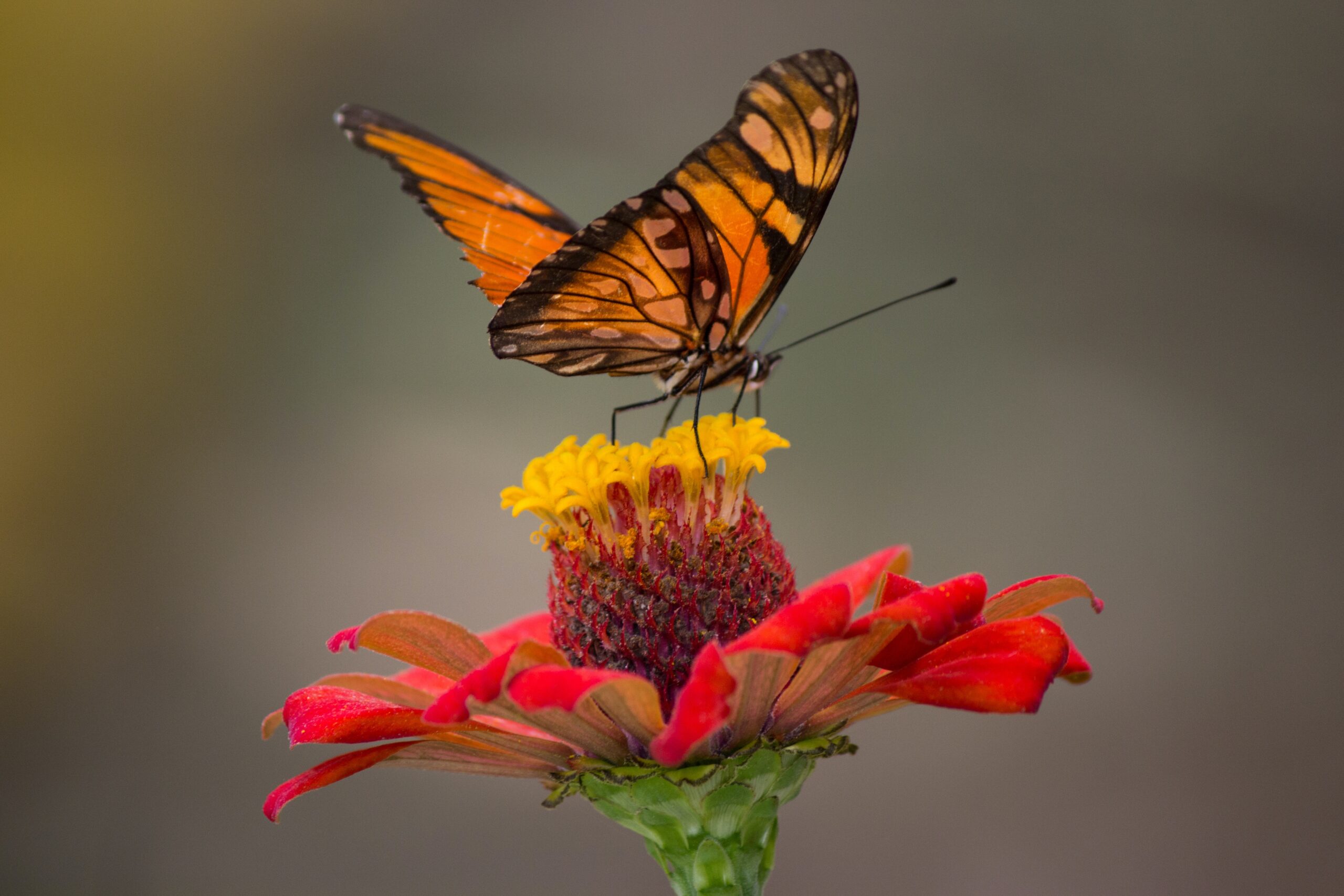 Butterfly on flower scaled Easy Tips to Create a Thriving Ecosystem in Your Garden