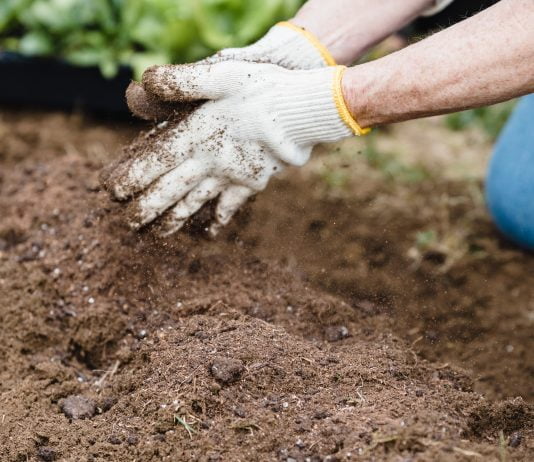Compost Easy Tips to Create a Thriving Ecosystem in Your Garden