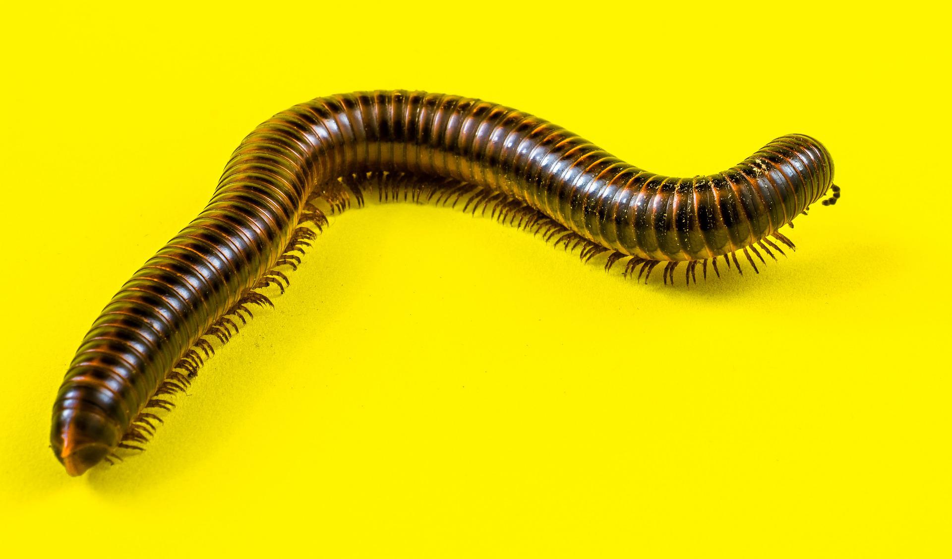 arthropod g29844904d 1920 Taylor Swift Gets A New Species Of Millipede Named After Her