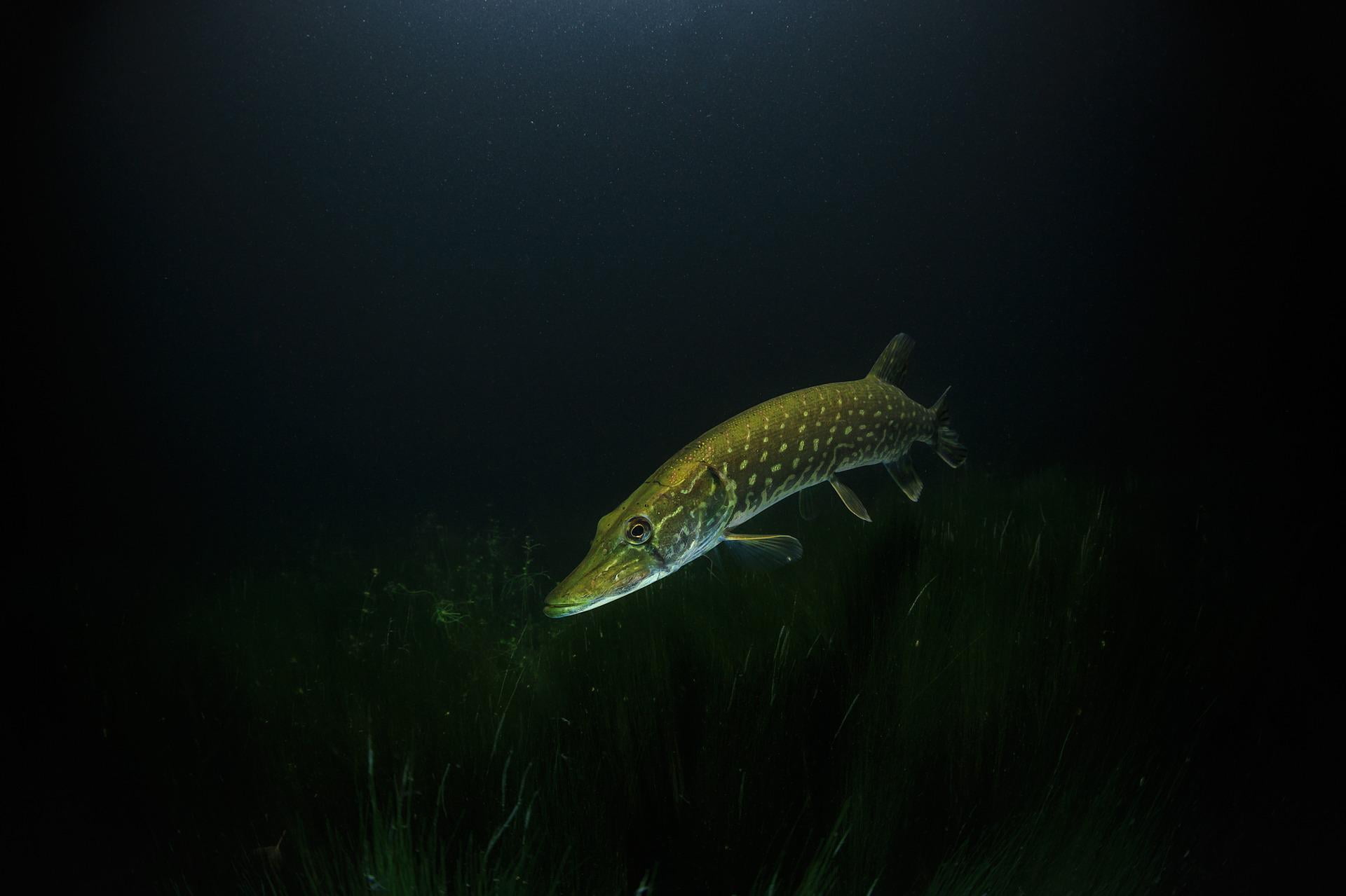 pike gf4159dc21 1920 Saving the Near-Extinct Estuarine Pipefish Means Protecting Estuary Health