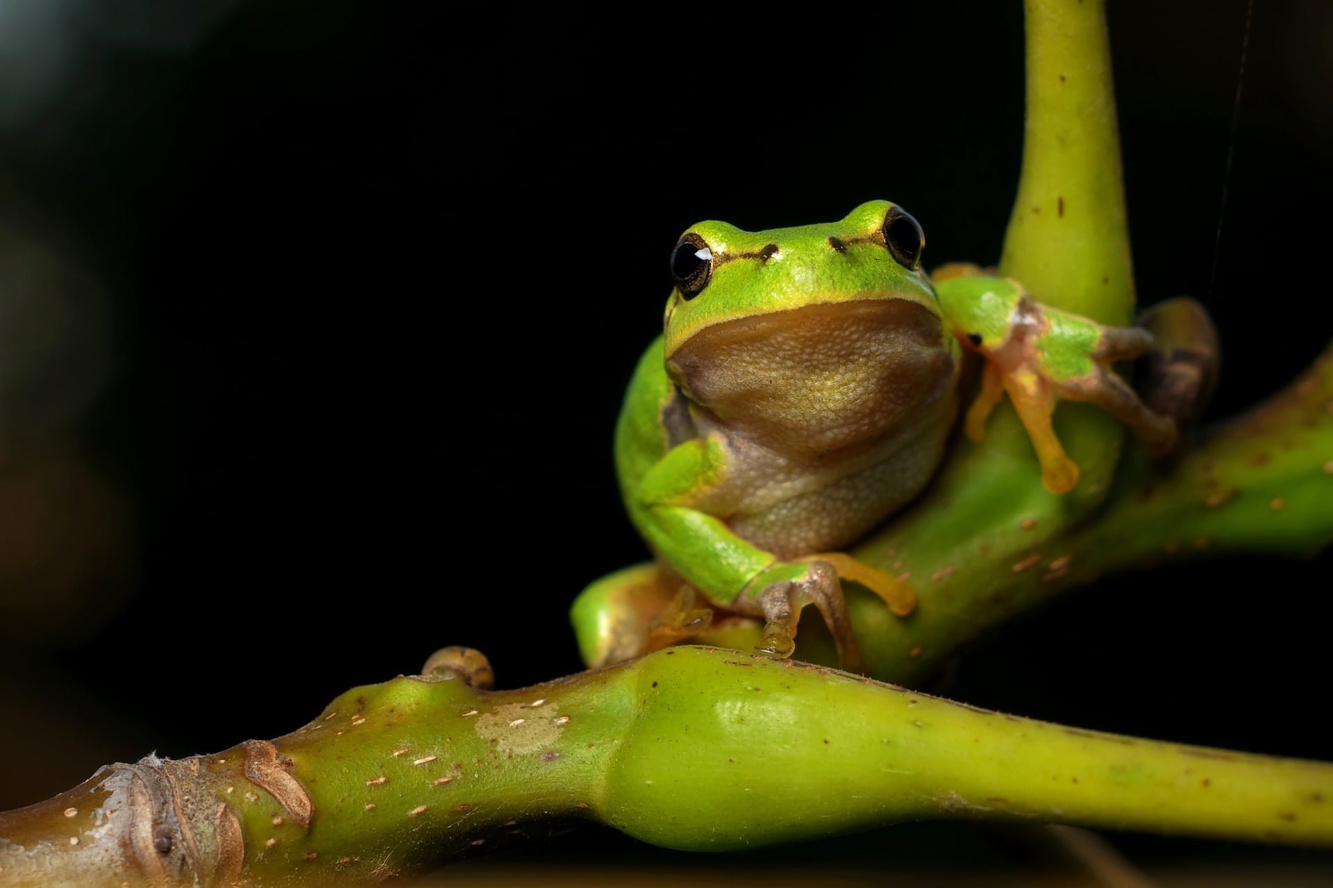 tree frog gd441a4be1 1920 Study Reveals How Glass Frogs Become Transparent