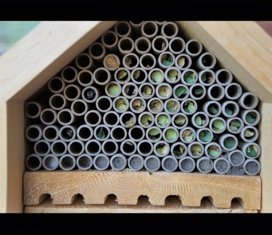 Bee hotels 4 How Building a Bee Hotel Can Help Protect Your Local Pollinators