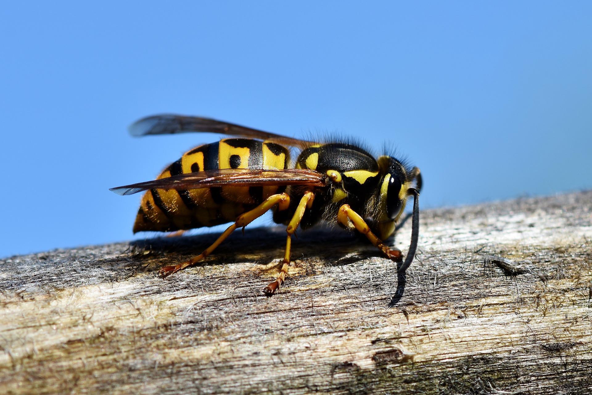 hornet g5759ccdfd 1920 How Hungry, Stingless Wasps Became USDA’s Weapon of Choice to Save Southern Citrus Trees