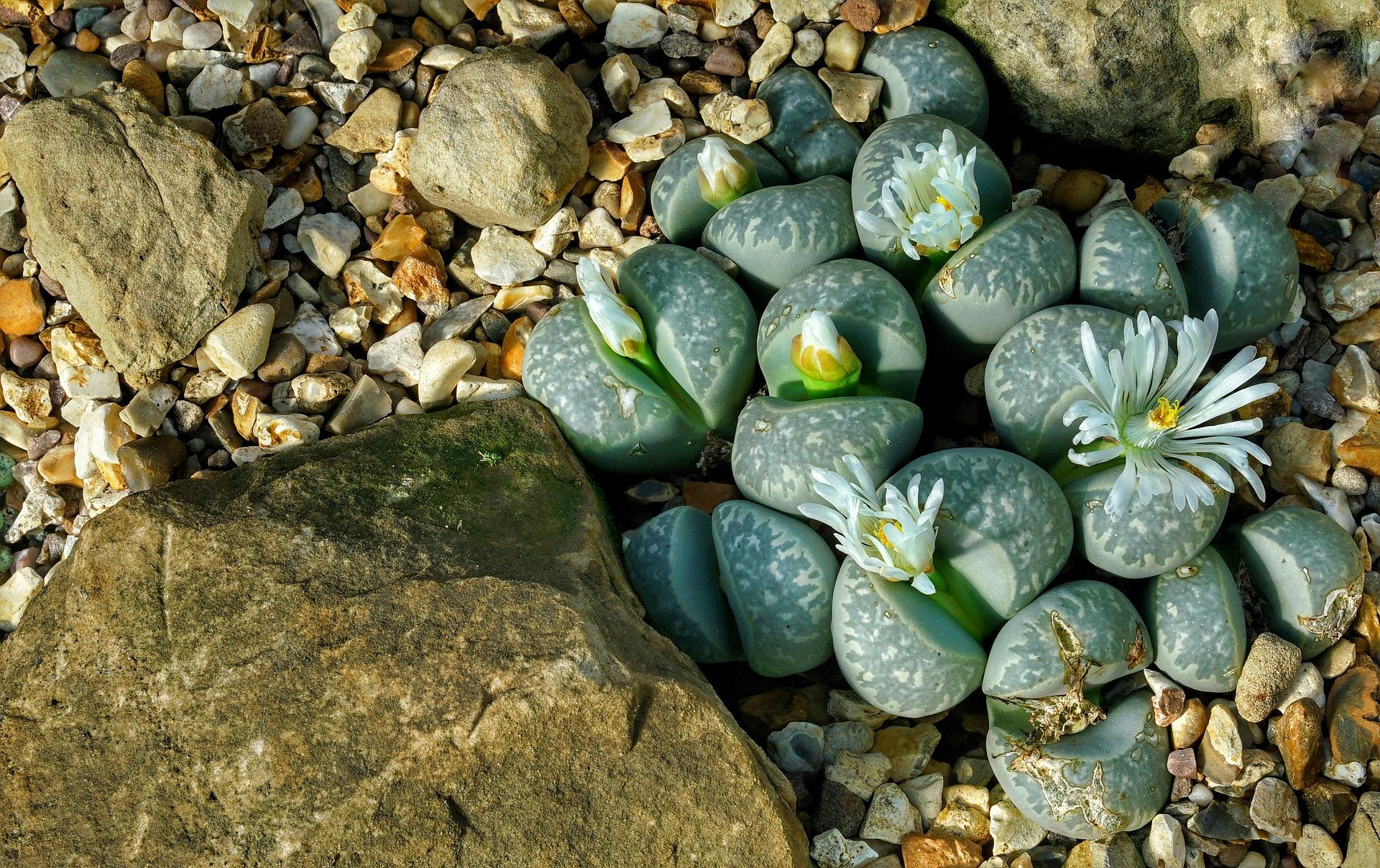 lithops g6b753bbd2 1920 Amazing Planet: Lithops, the World's Most Camouflaged Plant