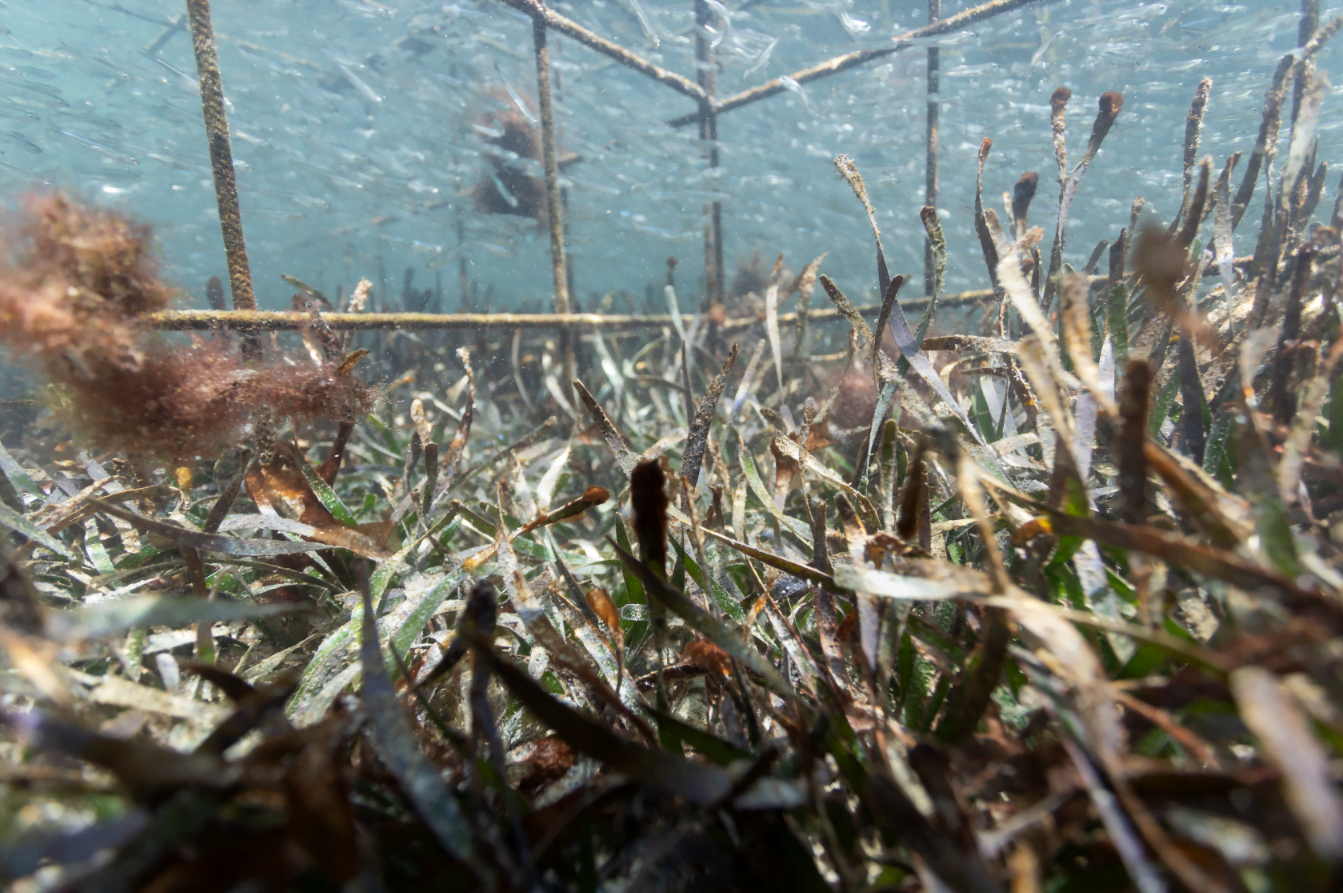 Seagrass in cage Importance of Seagrass in Coastal Island Ecosystems