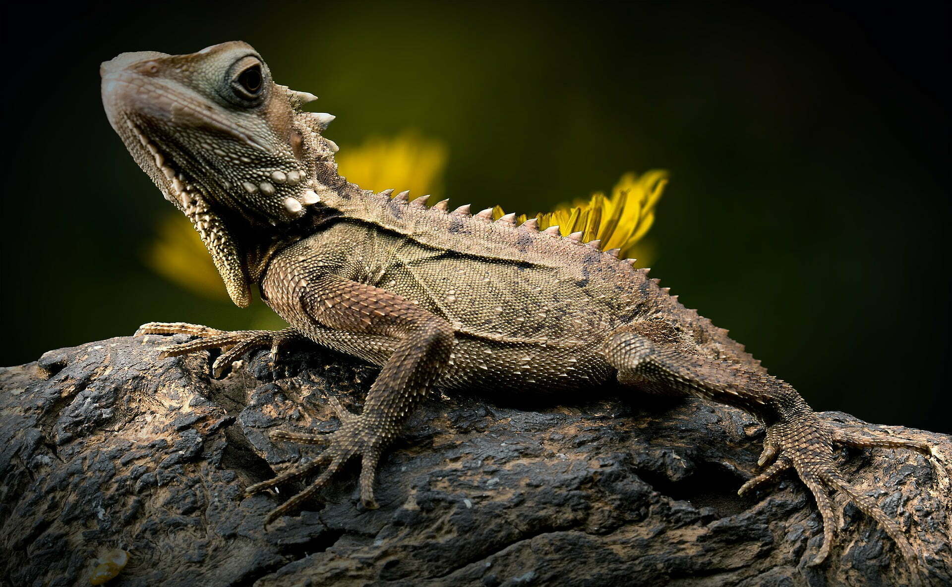 lizard g7305818e0 1920 An Island in the Galápagos Reintroduced Iguanas After Nearly 200 Years of Extinction