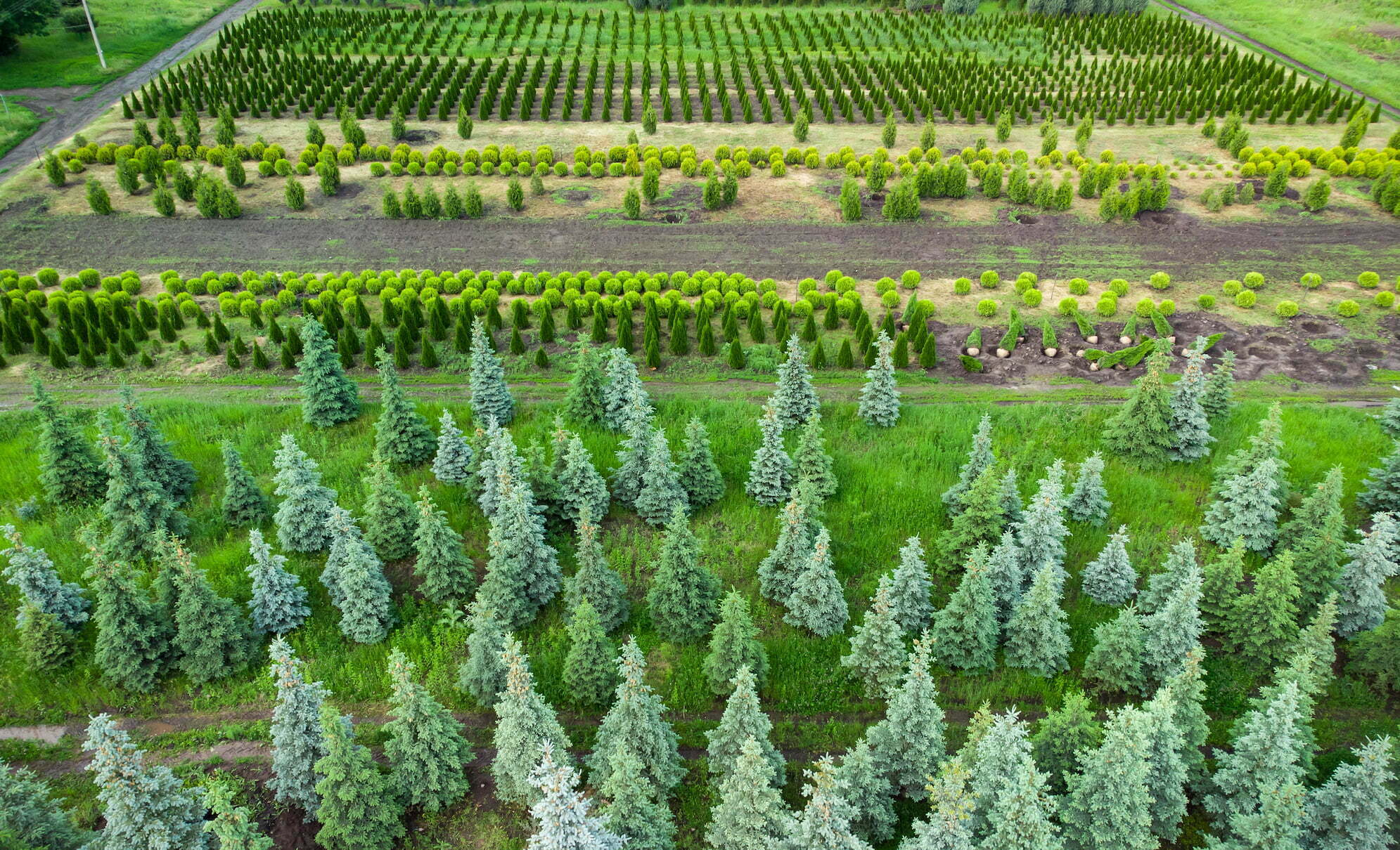 envato aerial view of a tree farm for landscaping 2022 01 18 23 37 21 utc Nature’s Secret Weapon - Super Trees from Carbon Fertilization