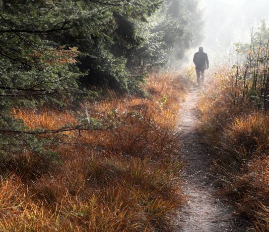 envato man walks on forest path in fog 2022 02 02 05 05 35 utc Charles III - The Environmentalist King