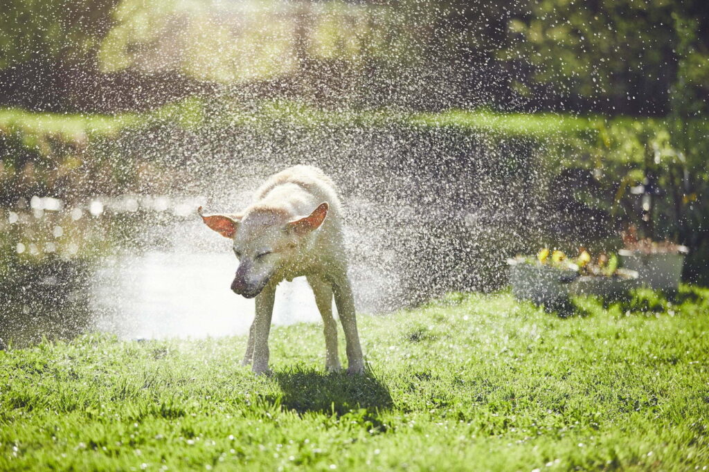 dog shaking off water 2022 02 01 23 44 04 utc 6 Fine Art Nature Photography Tips to Inspire Beginners