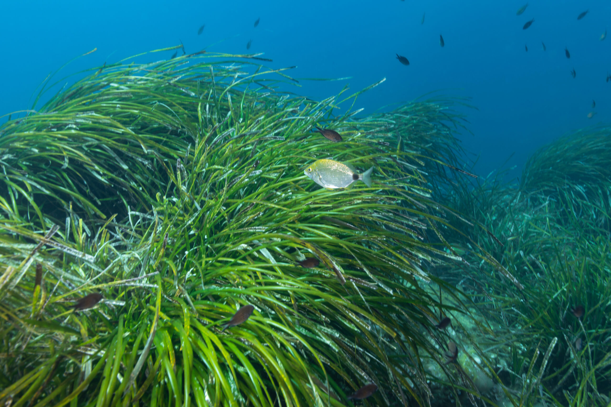AdobeStock 281095023 scaled The Importance Of Seagrass Restoration
