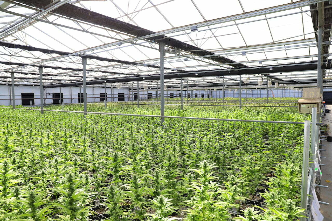 pexels cannabis plants garden 5810703 Hemp for Carbon Sequestration