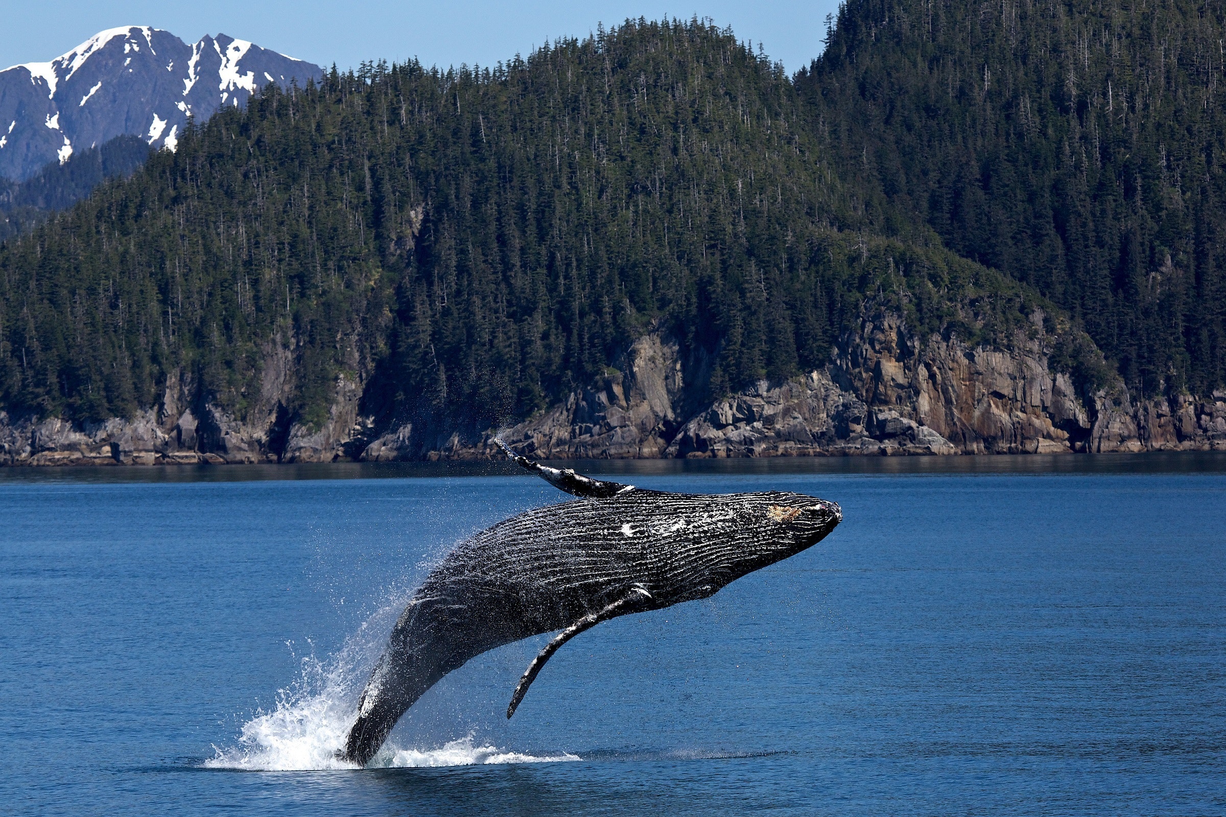 humpback pixabay 302271 World Whale Day and the Comeback of the Humpback Whale