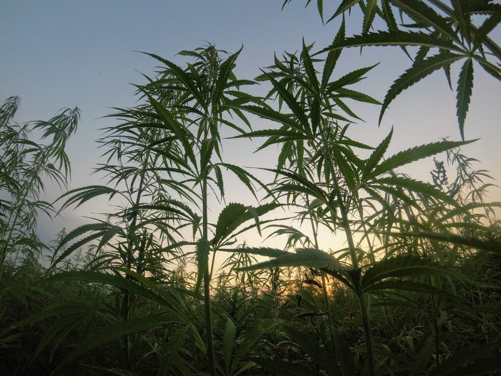 Image of Hemp growing. Hemp Ethanol Could Power Your Car and Replace Fossil Fuels