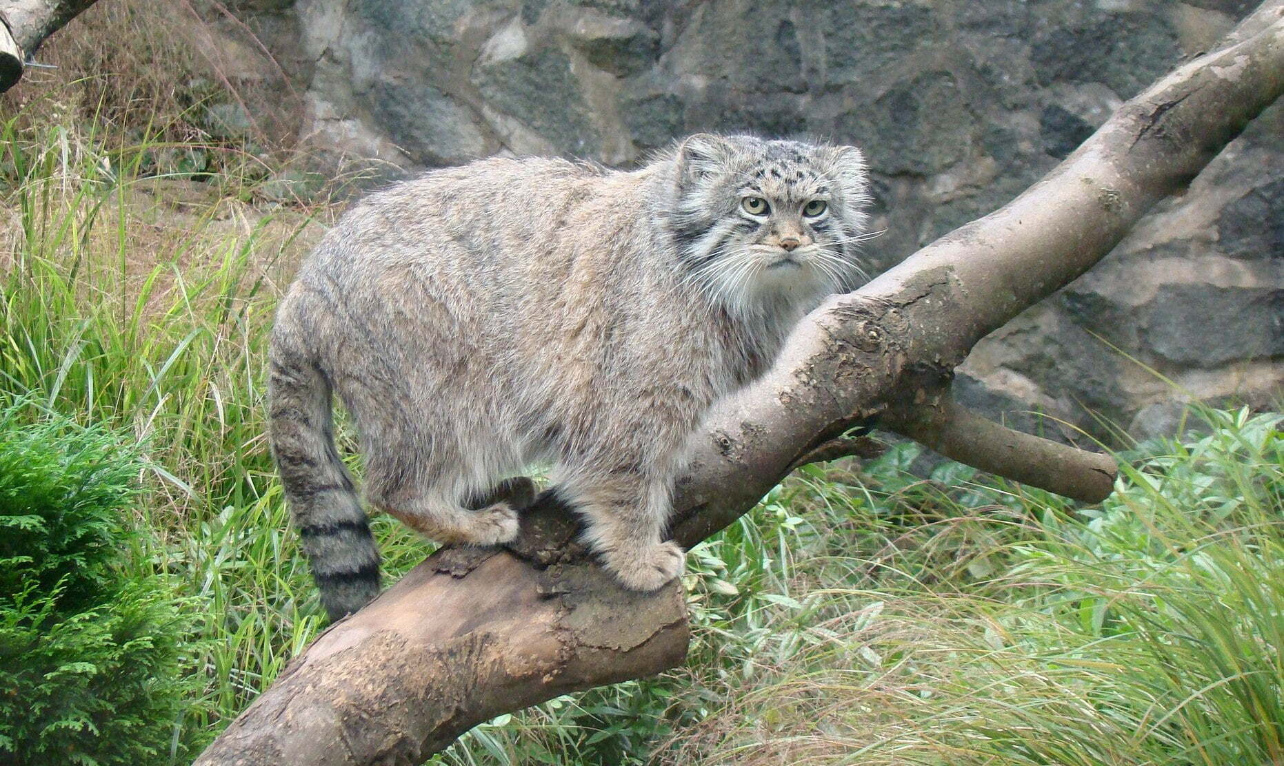 Grumpy-looking Pallas cats were recently found on Everest.