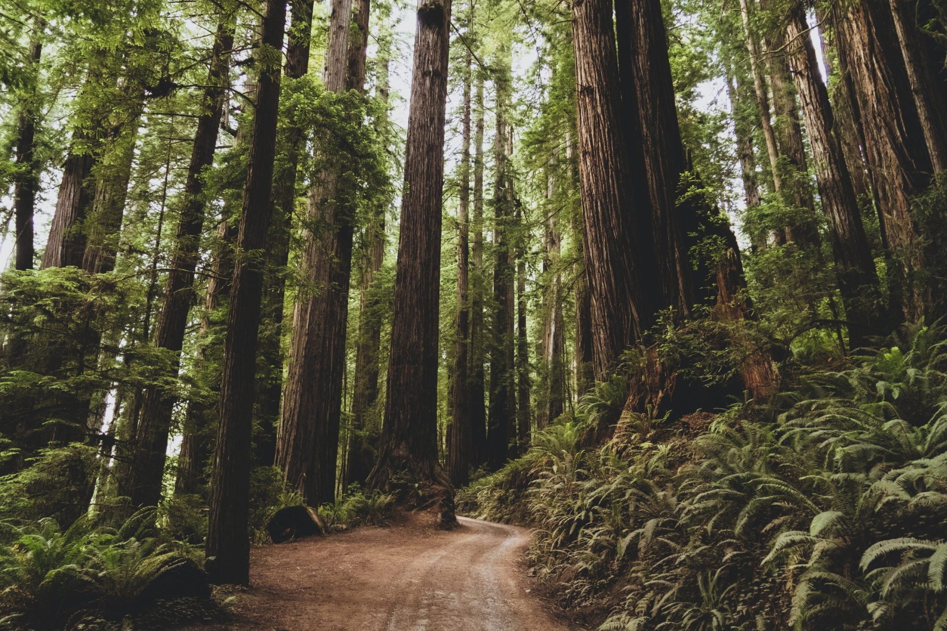 dan meyers ylJtKpTYjn4 unsplash scaled 1 Old Growth Trees Sequester More Carbon, Help Prevent Wildfires