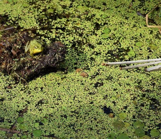 duckweed pond frog algae 8xUzR05Ijvo unsplash Super-Duckweed; Biofuel for Planes, Trains and Heavy Machines