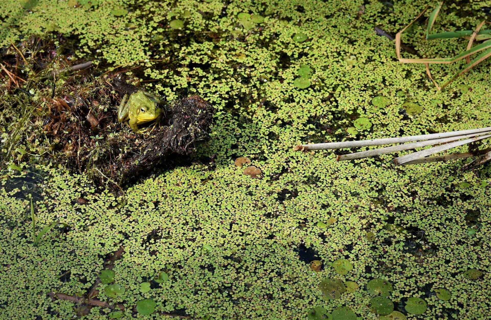 Super-Duckweed to provide Biofuel for Planes, Trains and Heavy Machines.
