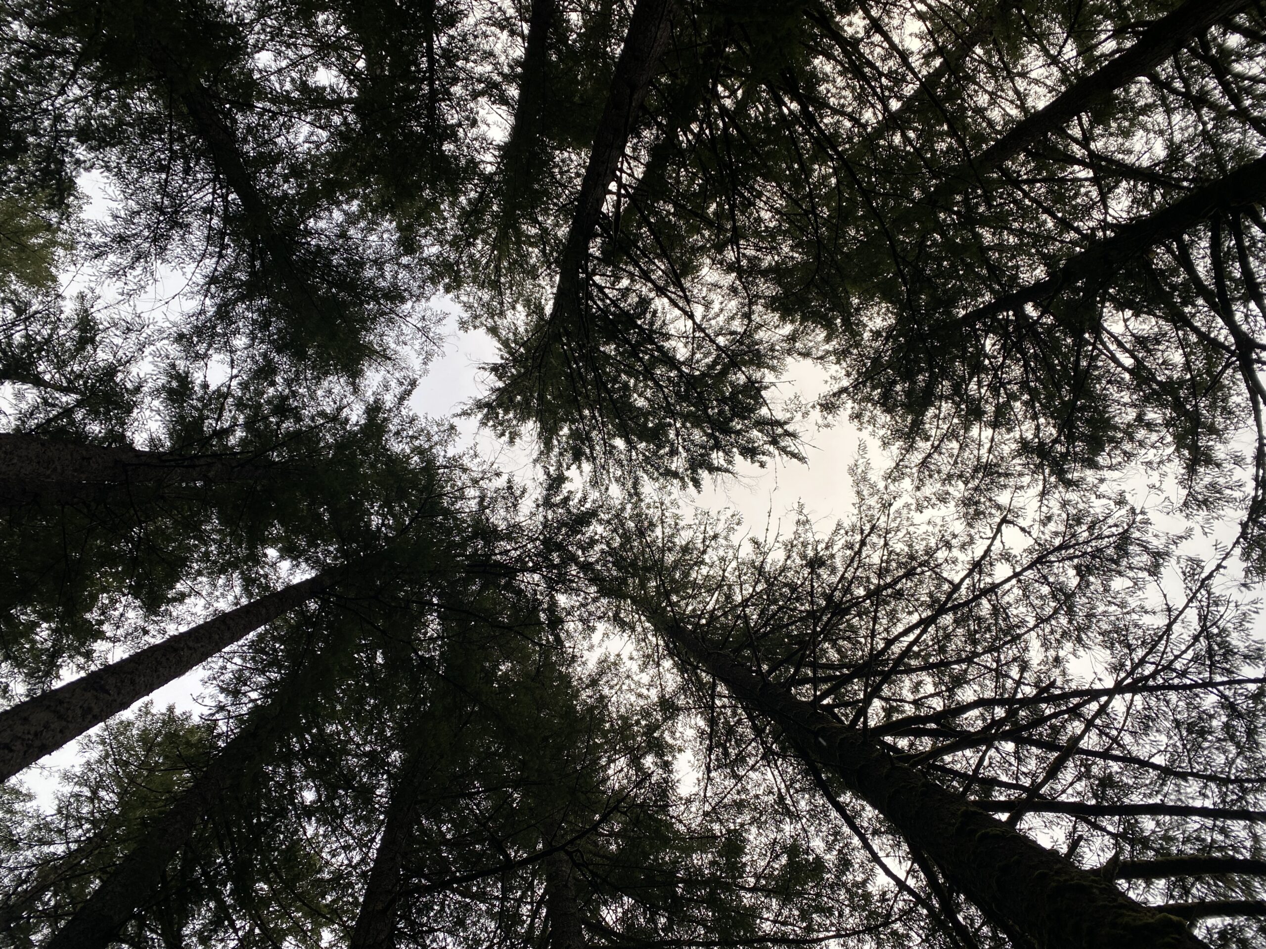 Forests are the best place for healing. Image of trees and sky.