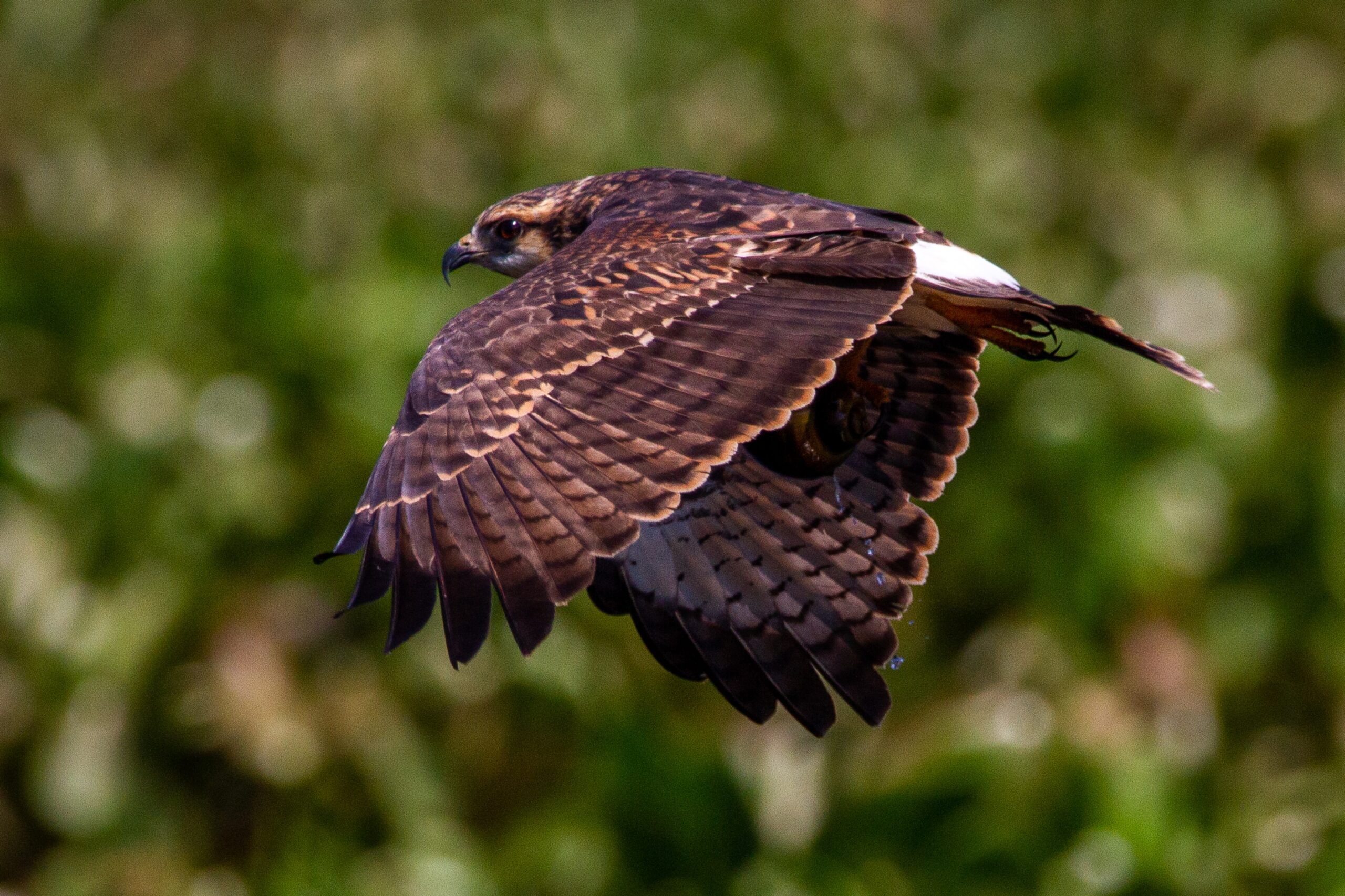 Invasive Island Apple Snail Saves Endangered Bird From Extinction. Source: Unsplash