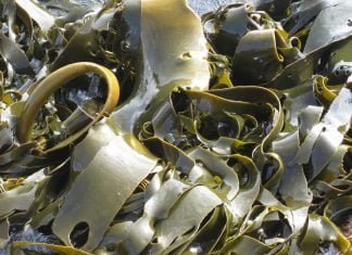 kelp pixabay gd1be3c648 1920 Amazon Invests in Windfarm based Seaweed Aquaculture