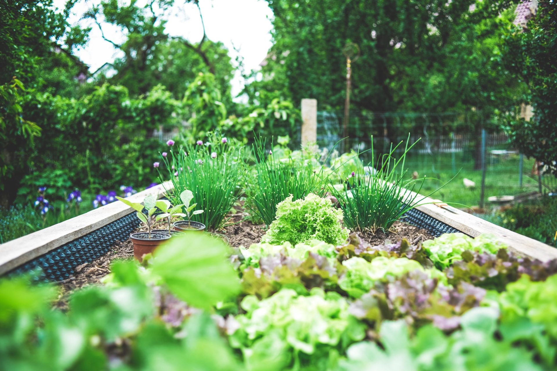 Urban Gardens and Regenerative Agriculture: How Small-Scale Farms Could be the Future of Food Production.