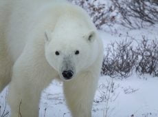 Environmental News: 5 Tech Innovations That Offer Hope for Polar Bear Conservation.